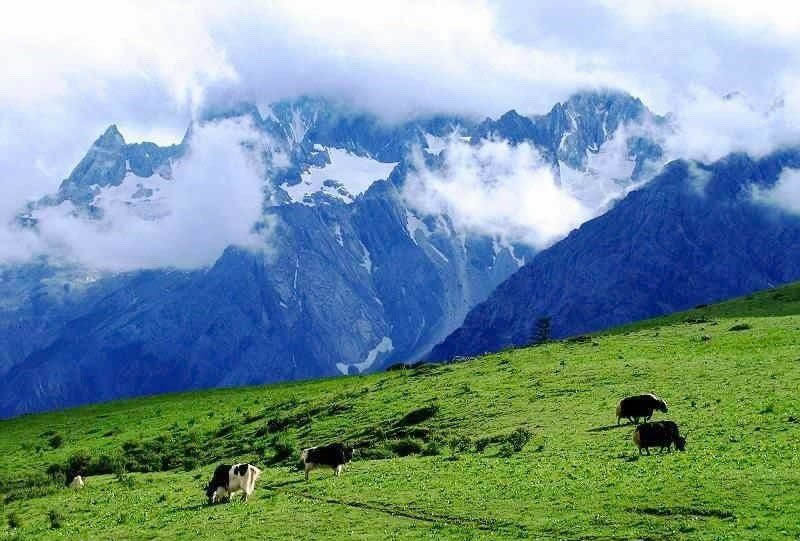 lijiang yunshanping alpine meadow yulong snow mountain 麗江雲杉坪高山草甸與玉龍雪山雪峰景觀,綠色牧場上可見牛群,展現玉龍雪山自然風光