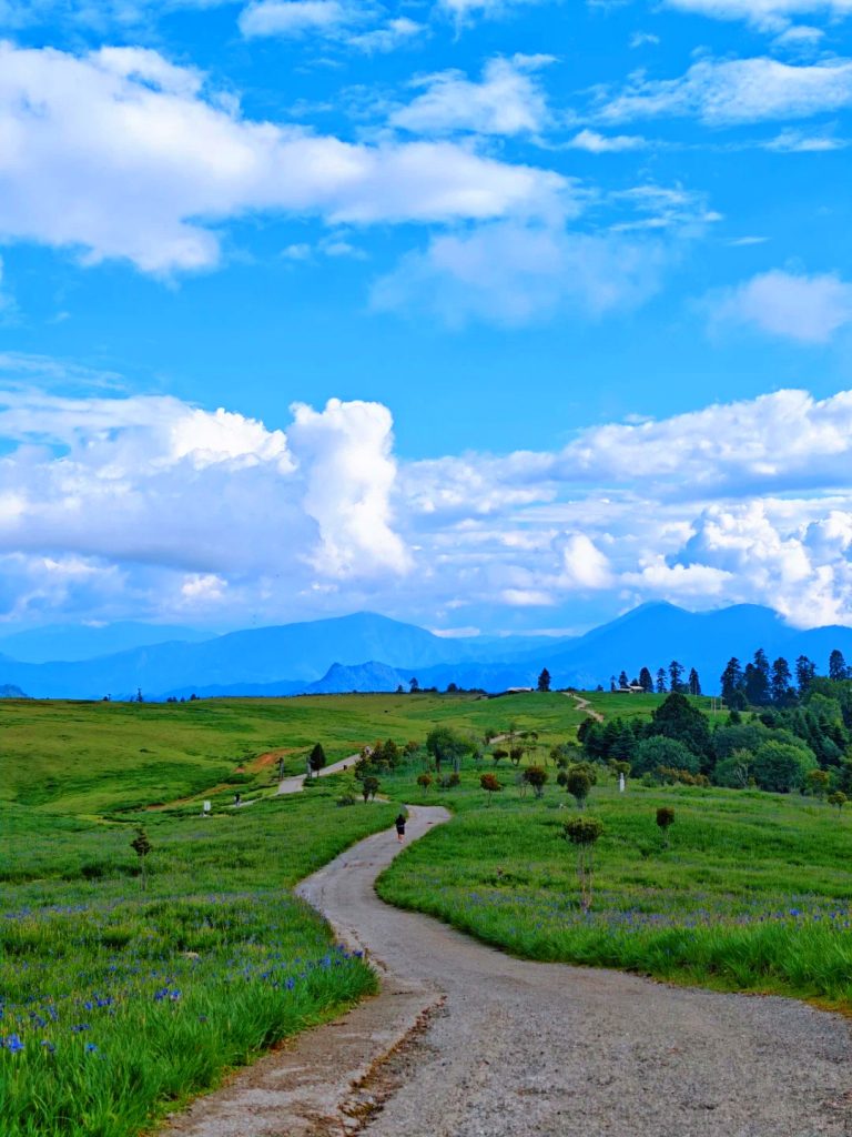 yunnan lijiang laojunshan gladan alpine grassland 雲南麗江老君山格拉丹高山草原,蜿蜒小路穿過翠綠草甸,點綴藍色野花,一名旅人漫步路上;遠方層疊青藍山脈,點狀樹木散佈草原,潔白雲朵飄於湛藍天空,是麗江原始壯闊的高山草甸景區。