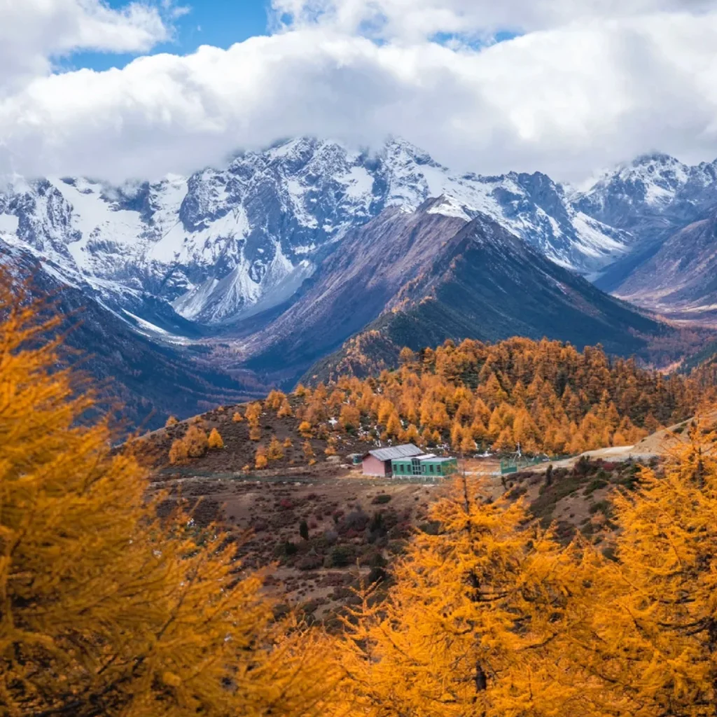 Baimang Snow Mountain 白馬雪山秋季限定「三段色彩」奇景:皚皚雪峰、金黃落葉松林與山中小屋,宛如一幅打翻了調色盤的高原油畫。