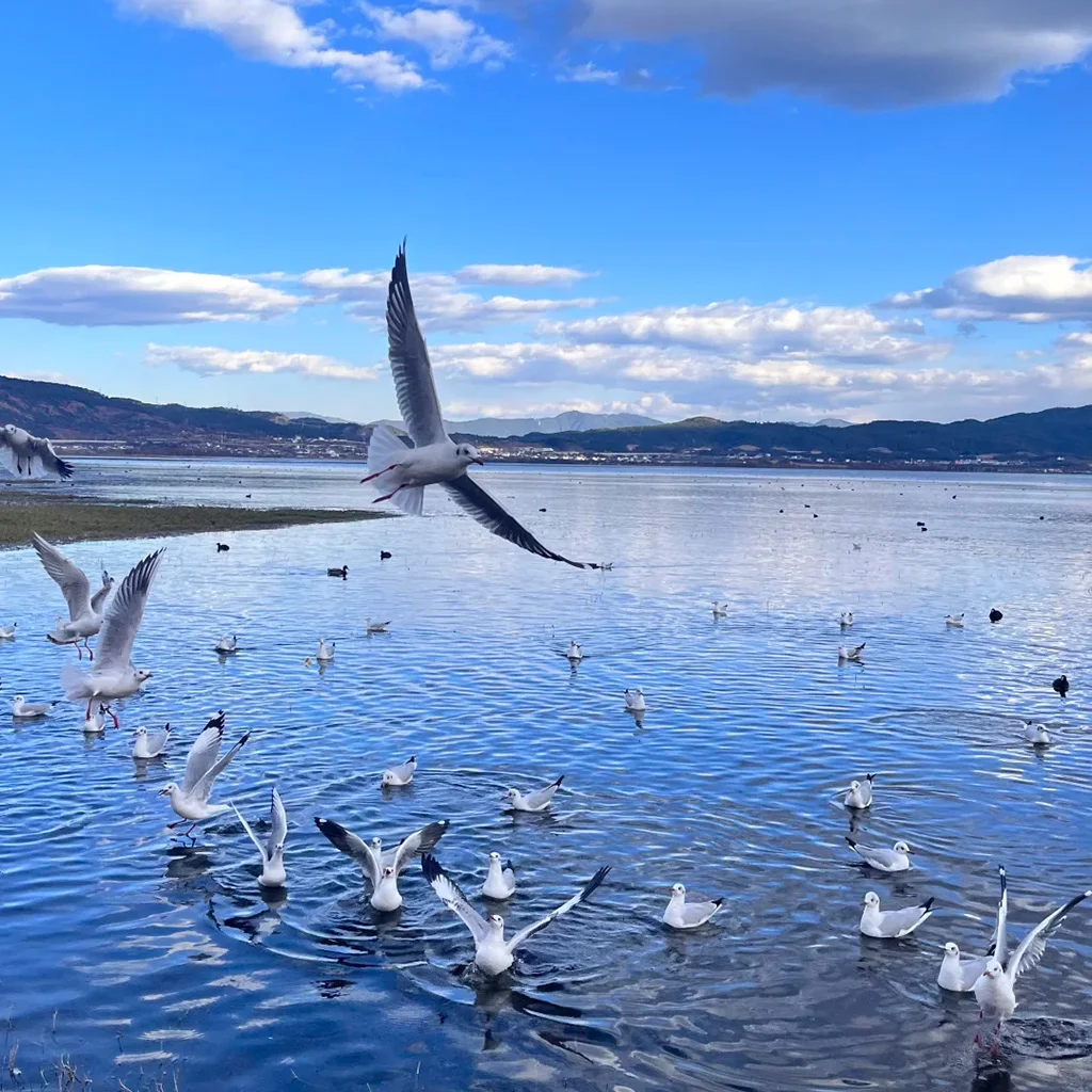 Lashihai 在 拉市海 湖面上,大群海鷗展翅飛翔與嬉戲,水面波光粼粼,遠處群山與藍天白雲相映成趣,景色寧靜而生動。