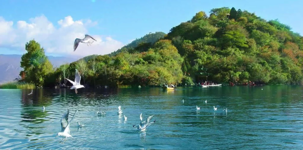 瀘沽湖裏務比島湖面碧綠清澈，數隻海鷗在水面飛翔與停留，遠處小島被茂密樹林覆蓋，湖面平靜映照藍天與群山，展現瀘沽湖寧靜優美的高原湖泊自然景觀