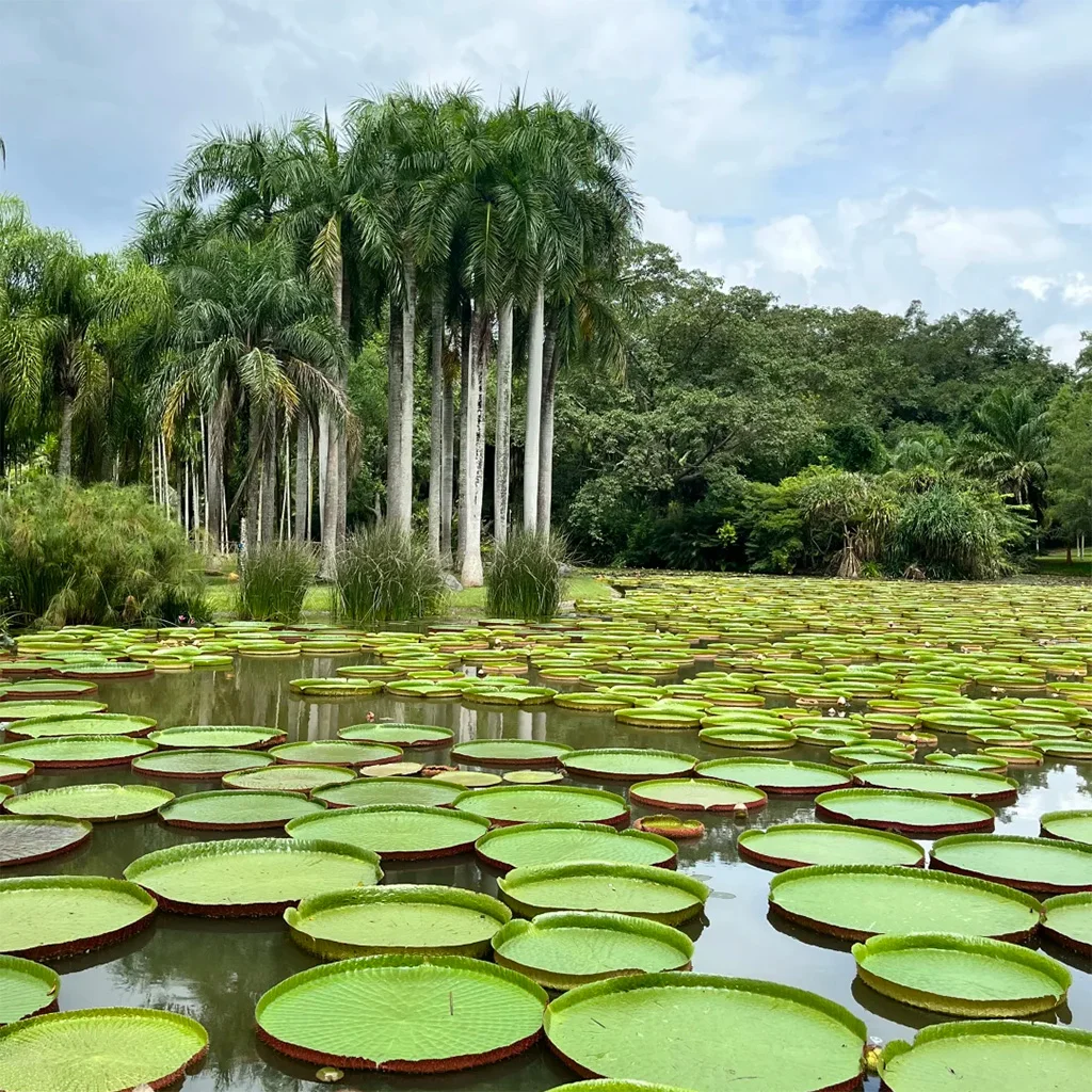 Menglun Botanical Garden 在 勐崙植物園 的水域中,大面積王蓮葉片漂浮水面,周圍環繞高大棕櫚樹,展現熱帶植物景觀。