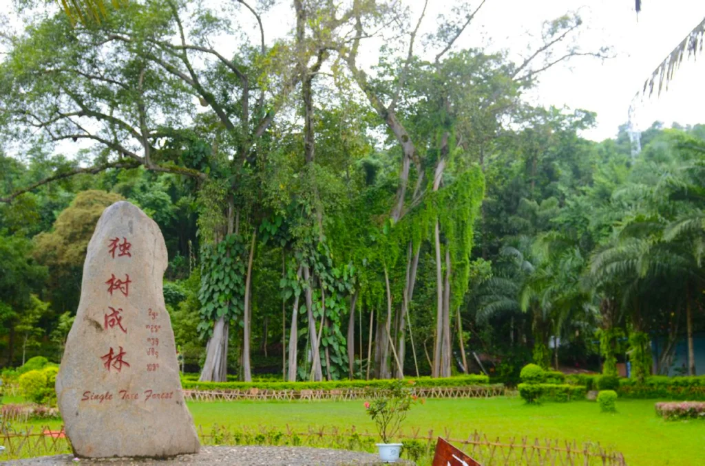 A single tree can form a forest 瑞麗獨樹成林景觀,一棵巨大榕樹枝幹繁茂、氣根垂落形成如森林般的景象,周圍綠意盎然,石碑標示景點名稱,展現瑞麗獨樹成林獨特的熱帶自然奇觀。
