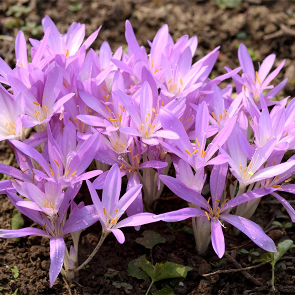 Autumn crocus Autumn crocus