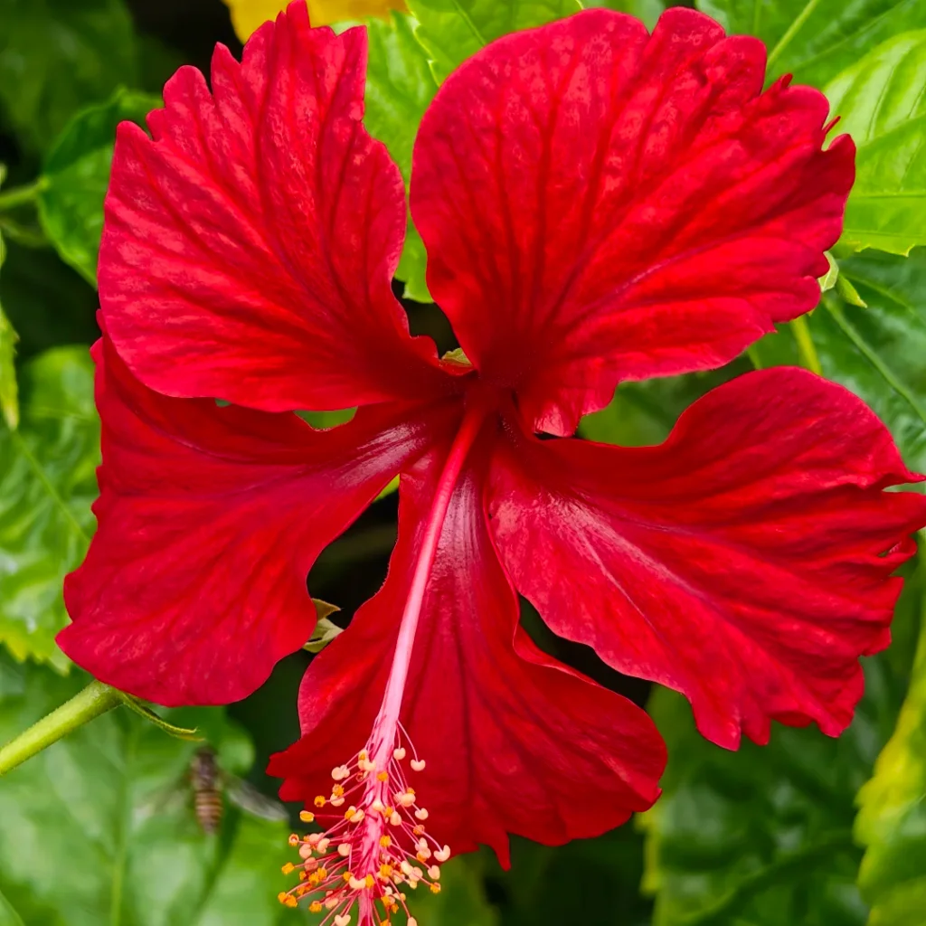 Hibiscus Hibiscus