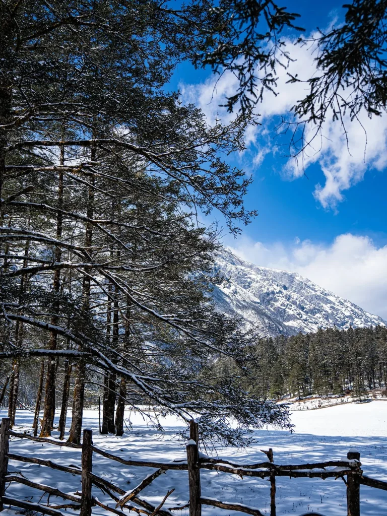 麗江旅遊天氣：冬季雪林與遠山景色。