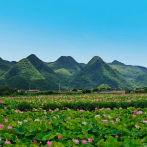普者黑廣闊的粉紅荷花海與綠色蓮葉，背景為晴空下起伏的綠色喀斯特山脈。