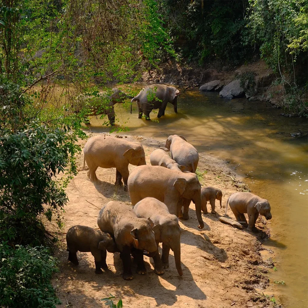 Wild Elephant Valley Scenic Area