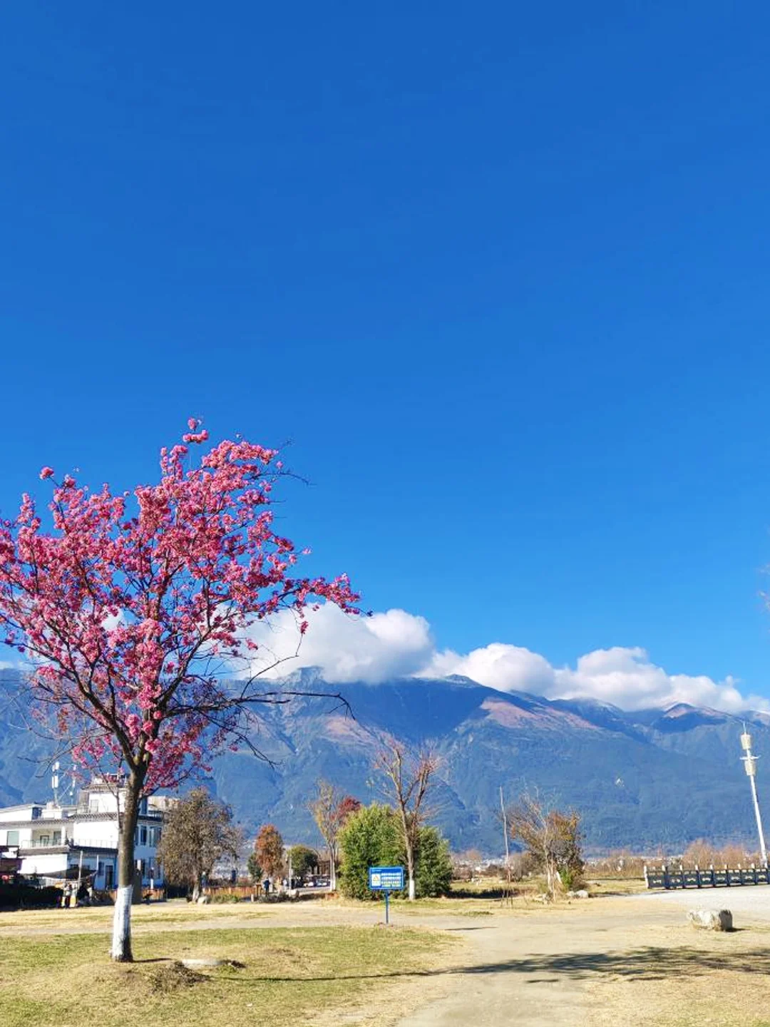 Winter Scenery of Dali 4 大理冬季景色,盛開櫻花、村落建築與遠方山景交織。