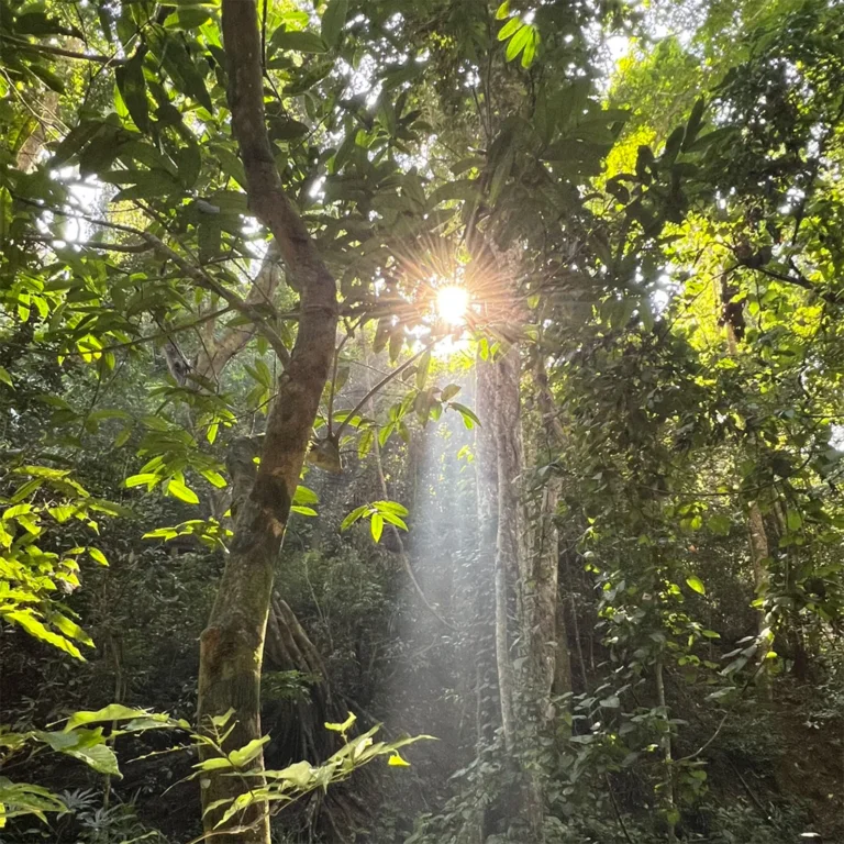西雙版納勐臘植物園，原始熱帶雨林頂層樹冠灑下神聖耶穌光，穿透濃密綠葉的金色光束，宛如人間仙境，是西雙版納雨林生態絕美秘境。