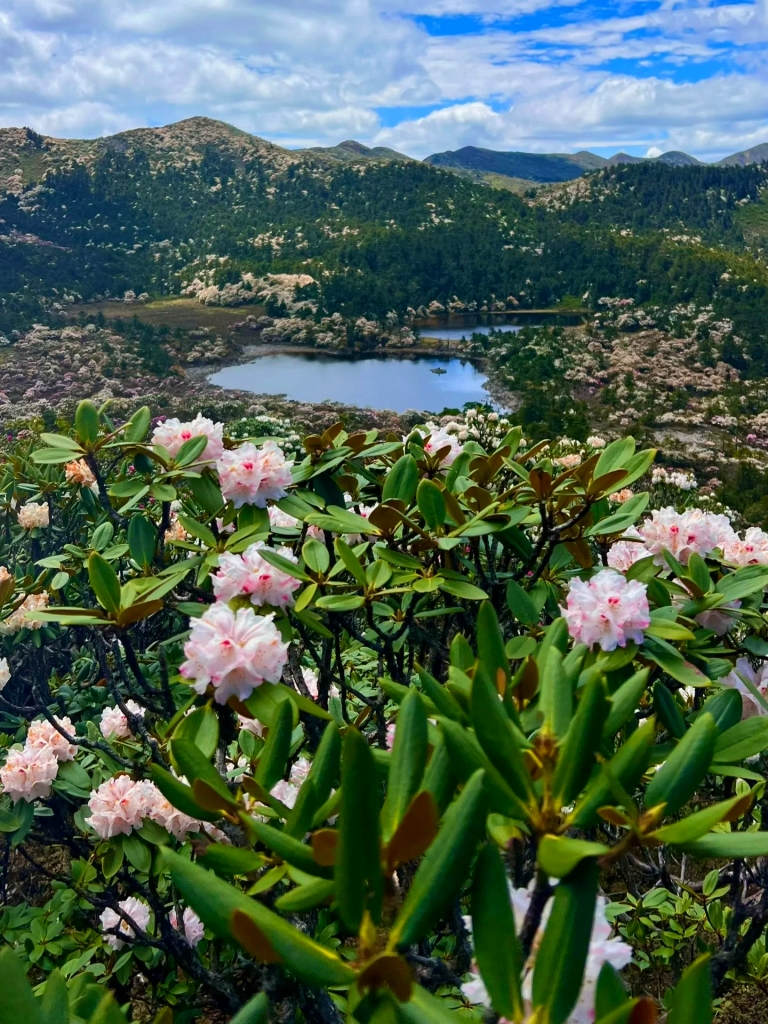 yunnan lijiang laojunshan ninety nine ponds rhododendron 雲南麗江老君山九十九龍潭,前景盛開粉白高山杜鵑,翠綠葉片襯托花團;遠方山谷靜謐湖泊點綴山野,連綿山巒鋪滿花海,藍天白雲環繞,是老君山知名高山湖泊與杜鵑花海景點。